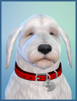 ansehen Bobtail Alana Erwachsen